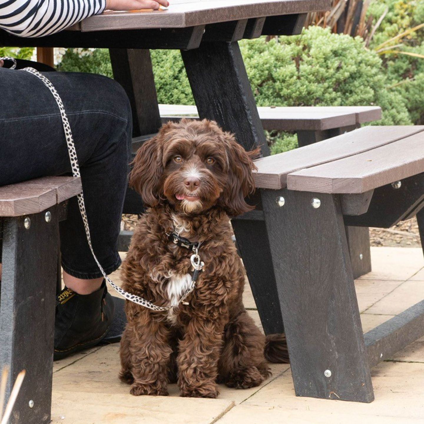 Your local dog friendly pub in Devizes